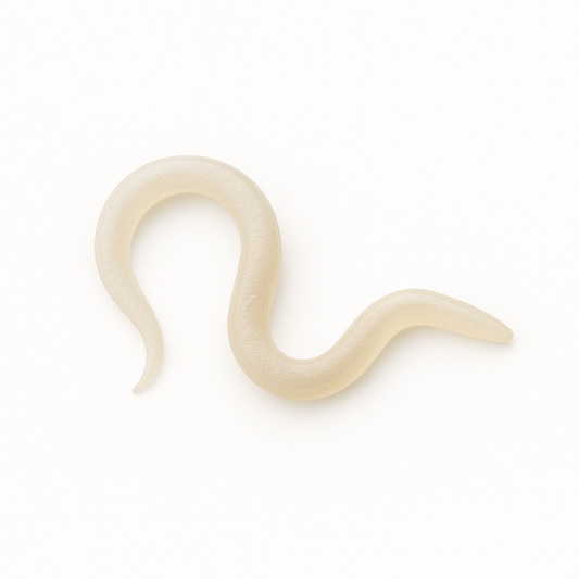 Sf Nematodes - Fungus Gnat Exterminators