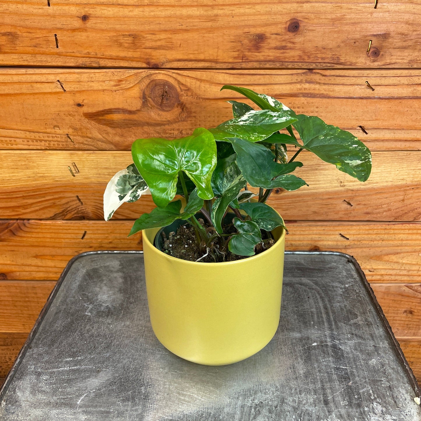 Syngonium Podophyllum Albo-Variegatum, 4" Plant