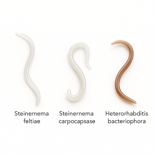 Triple Blend Nematodes for Broad-Spectrum Soil Pest Control